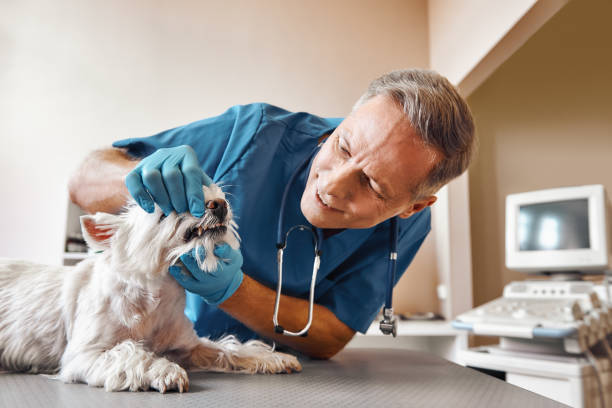 Best Emergency Root Canal Treatment in Sanborn, NY